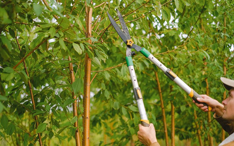 Tree trimming in Rhododendron, OR